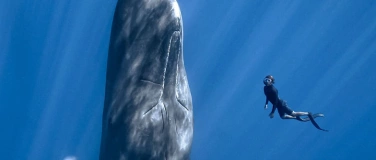 Event-Image for 'films for future - Schulkino PATRICK AND THE WHALE'