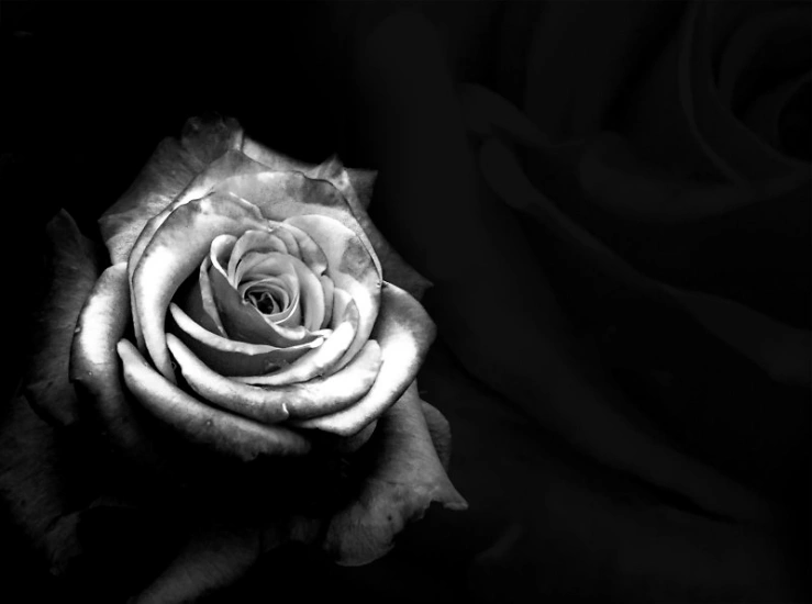 rose schwarz weiß