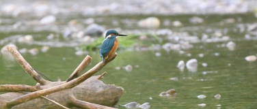 Event-Image for 'Vortrag "Die Erfolgsgeschichte des Eisvogels an der Thur"'