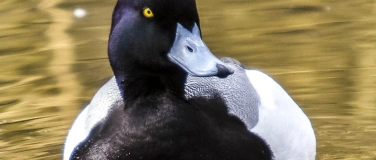Event-Image for 'Eine ornithologische Exkursion: Winterg&auml;ste am Z&uuml;richsee'