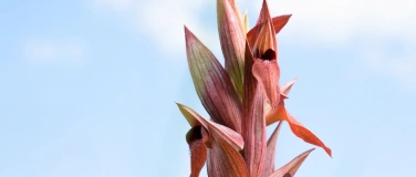 Event-Image for 'Exposition Orchid&eacute;es sauvages de Suisse'