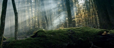 Event-Image for 'Filmabend «Der wilde Wald»'
