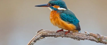 Event-Image for 'Der Eisvogel &ndash; Vogel des Jahres 2026'