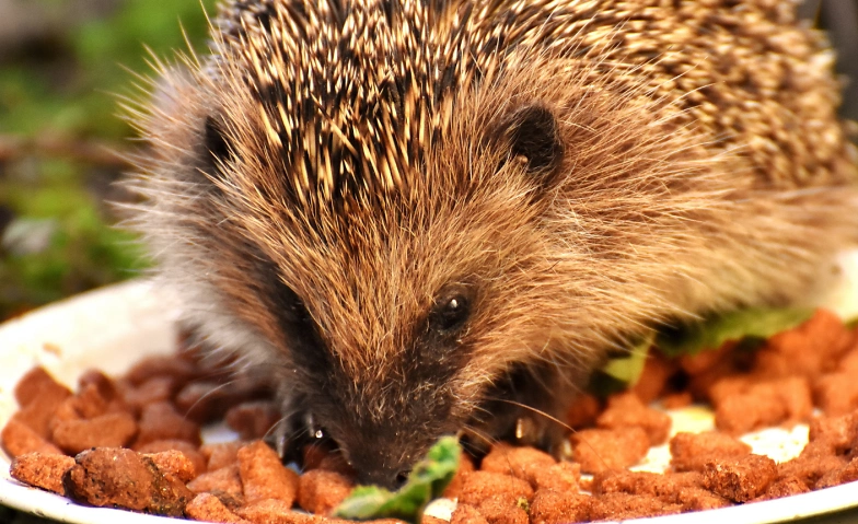 Gute Pflegestellen erkennen &ndash; am Beispiel Igel Billets