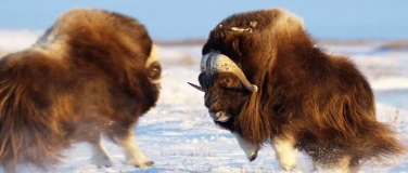 Event-Image for 'ALASKA - WILDES LAND'
