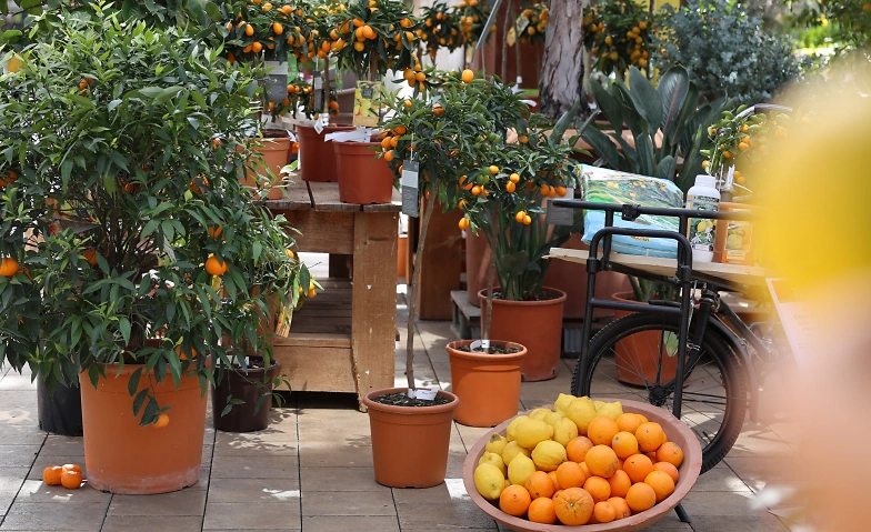 Event-Image for 'Citrus World'