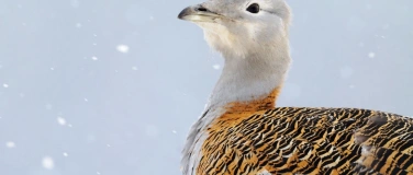 Event-Image for 'Potsdamer Naturfoto-Herbst:Brandenburgs Tafelsilber'