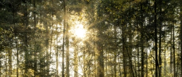 Event-Image for 'Wälder im Klimawandel: Neue Erkenntnisse und Perspektiven'