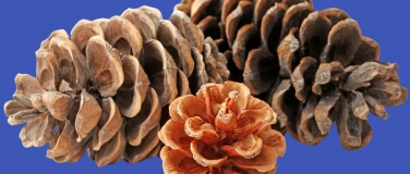 Event-Image for 'Gwunderstunde: Zapfen'