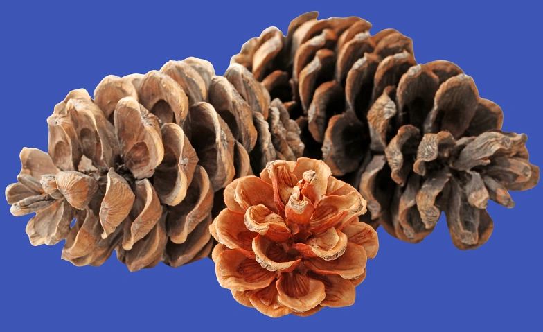 Event-Image for 'Gwunderstunde: Zapfen'