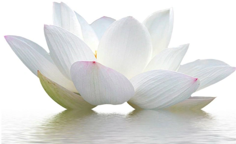 Event-Image for 'Meditation & Weisheit - Meditation & Wisdom'