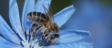Event-Image for 'Rehetobler Tagung &laquo;Biodiversit&auml;t, Biene und Agri-Kultur&raquo;'