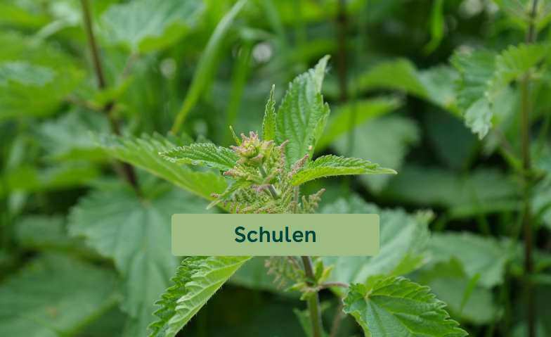 Wunderpflanze Brennnessel - Papiersch&ouml;pfen &amp; Naturkosmetik Billets