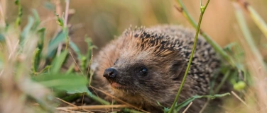 Event-Image for 'Tier des Jahres 2026 &ndash; Pro Natura: Der Igel'
