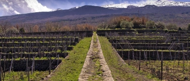 Event-Image for 'I vini dell'Etna'