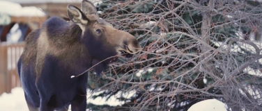 Event-Image for 'Filmabend: The circle of moose – Alaskas Riesenelche'