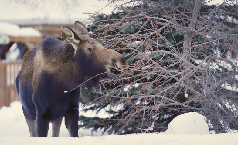 Filmabend: The circle of moose – Alaskas Riesenelche Tickets