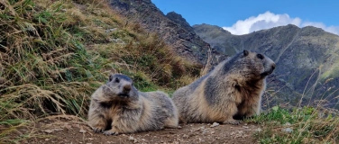 Event-Image for 'Murmeltier-Frühsommerexkursion auf der Kleine Scheidegg'