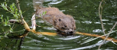 Event-Image for 'La vie des castors de la Broye'