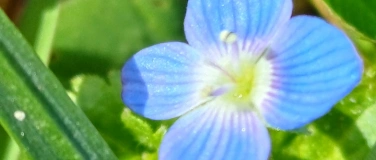 Event-Image for 'Kr&auml;uterspaziergang in M&ouml;riken'