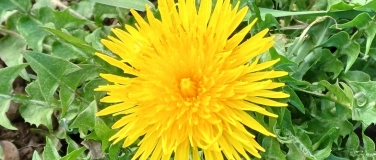 Event-Image for 'Kr&auml;uterkurs: Bedeutung von Bitterstoffen f&uuml;r den K&ouml;rper'