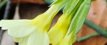 Event-Image for 'Kr&auml;uterspaziergang in Othmarsingen'