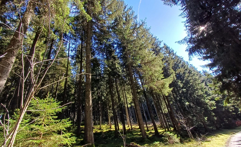 Achtsame Waldspaziergänge in der kälteren Jahreszeit Tickets