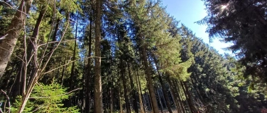 Event-Image for 'Achtsame Waldspaziergänge in der kälteren Jahreszeit'