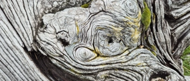 Event-Image for 'Wildpflanzenabenteuer in Wald und Wiese f&uuml;r Kinder'