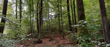 Event-Image for 'Achtsam den Wald geniessen mit einem Waldspaziergang'