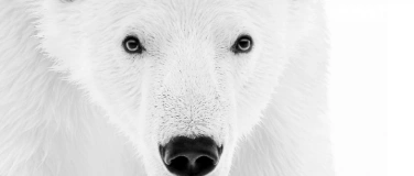 Event-Image for 'Symphonie Arctique'