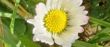 Event-Image for 'Kr&auml;uterspaziergang mit Chrissys Kr&auml;uter-Apotheke'