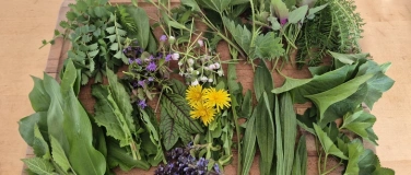 Event-Image for 'Entdecke die Fr&uuml;hjahrspflanzen - Spaziergang'