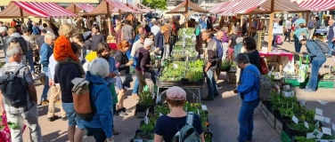 Event-Image for 'Entlebucher Kräuter- und Wildpflanzenmarkt'