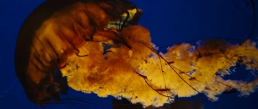 Event-Image for 'Ausstellung Heinz Bürklin - Fotografie'