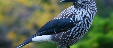 Event-Image for 'Kulturnachmittag 3 - Flimsfestival 2026'