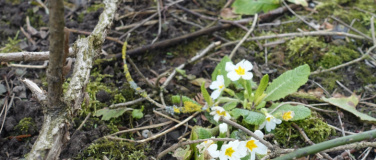 Event-Image for '2026 - Jubil&auml;um zu 25 Jahren Pilgerstamm'