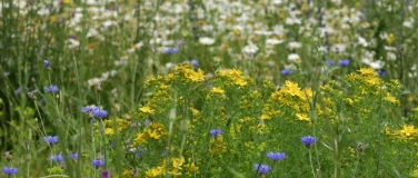 Event-Image for 'Crashkurs Pflanzen'