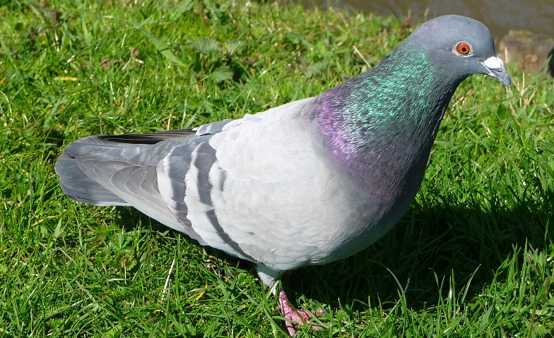 Event-Image for 'Stadttauben &ndash; unerw&uuml;nschte Mitbewohner oder stille Helden?'