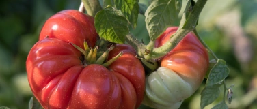 Event-Image for 'Tomaten ziehen ohne Giessen'