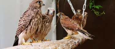 Event-Image for 'Besuch der Greifvogelstation: Schwerpunktthema Falken'