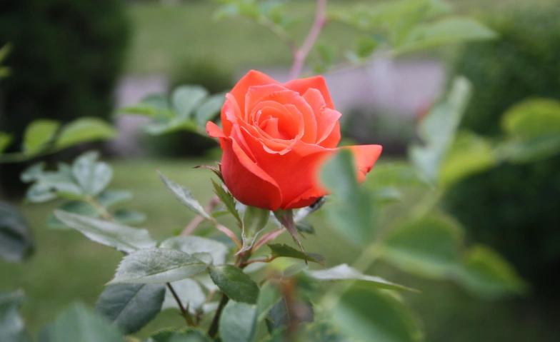 Entspannt Frau sein mit ätherischen Ölen