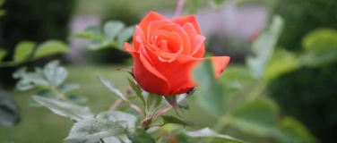 Event-Image for 'Entspannt Frau sein mit &auml;therischen &Ouml;len'