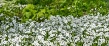 Event-Image for 'Montagsf&uuml;hrung: Fr&uuml;hjahrsschwelgerei'