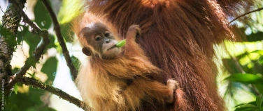 Event-Image for 'NaturFilm-Abend: &laquo;Orang-Utans &ndash; die unbekannten Menschenaffe'