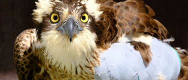 Event-Image for 'Besuch der Greifvogelstation: Schwerpunktthema Fischadler'