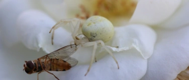 Event-Image for 'Spinnen &ndash; kleine Raubtiere in unserer Umgebung'