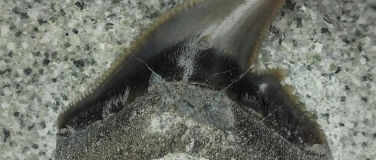 Event-Image for 'Exkursion: Fossilien der Oberen Meeresmolasse'