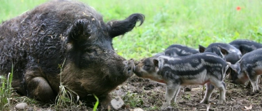 Event-Image for 'Zu Besuch bei Wollschwein und Auerhahn: Tierparkführung'