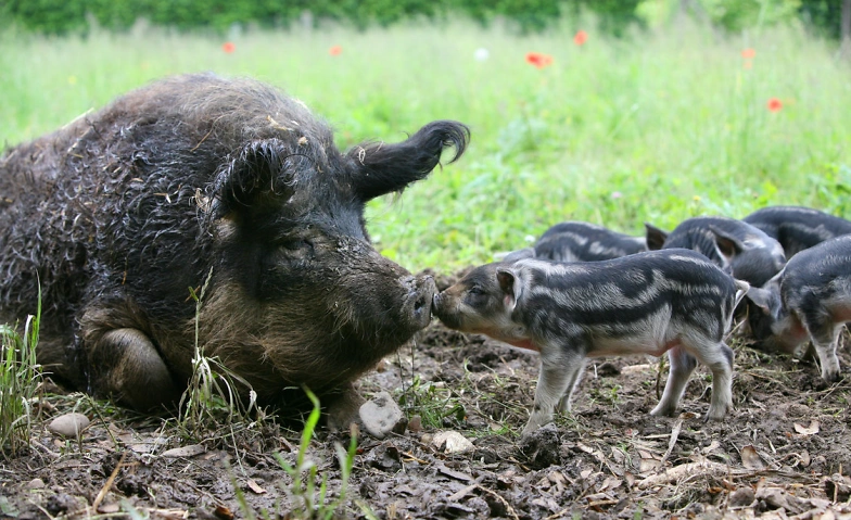 Event-Image for 'Tierparkführung: Zu Besuch bei Wollschwein und Auerhuhn'